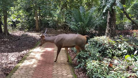 Bondle Wildlife Santuary - Download Goa Photos