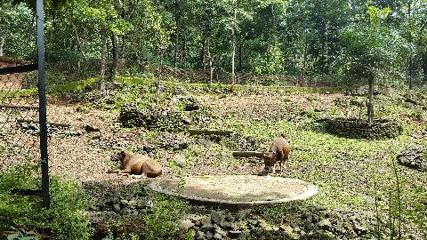 Bondle Wildlife Santuary - Download Goa Photos