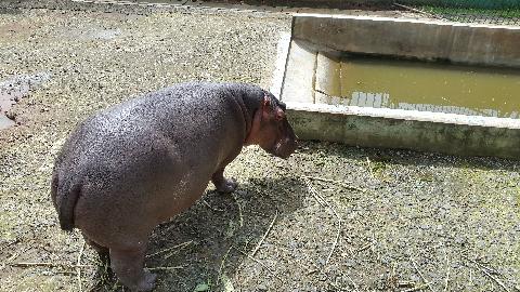 Bondle Wildlife Santuary - Download Goa Photos