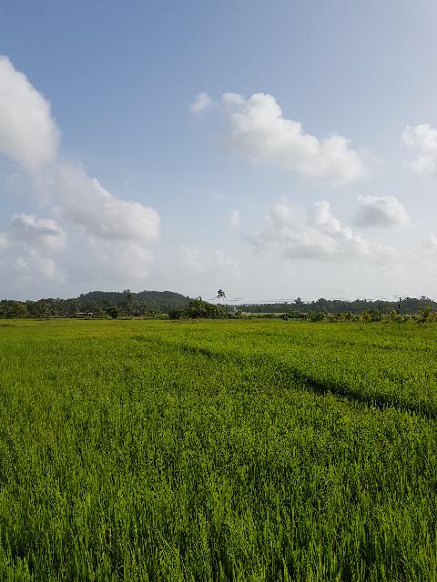 Agricultural Plantations in Goa - Download Goa Photos