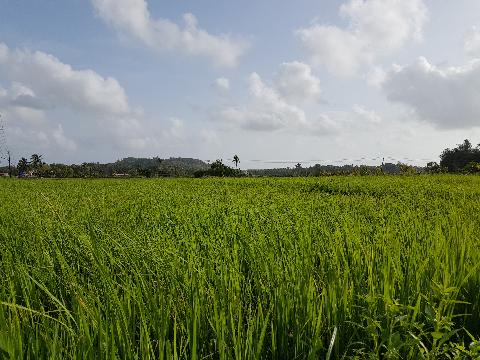 Agricultural Plantations in Goa - Download Goa Photos