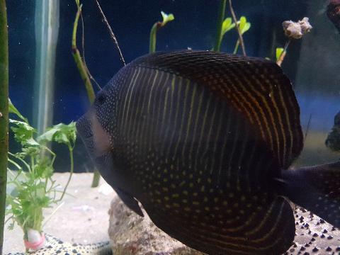 Abyss Verna Aquarium - Download Goa Photos