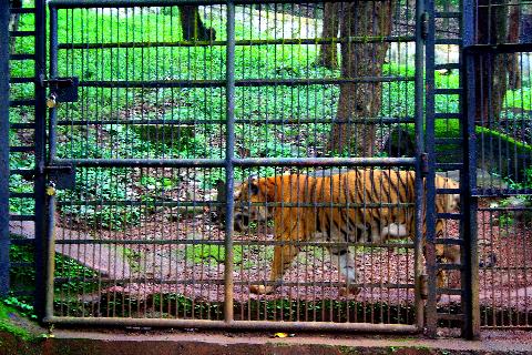 Bondle Wildlife Santuary - Download Goa Photos