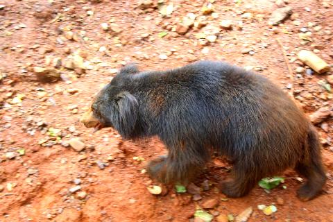 Bondle Wildlife Santuary - Download Goa Photos