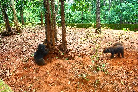 Bondle Wildlife Santuary - Download Goa Photos