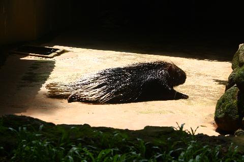 Bondle Wildlife Santuary - Download Goa Photos