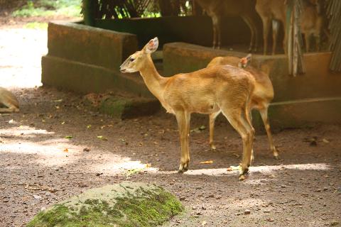 Bondle Wildlife Santuary - Download Goa Photos