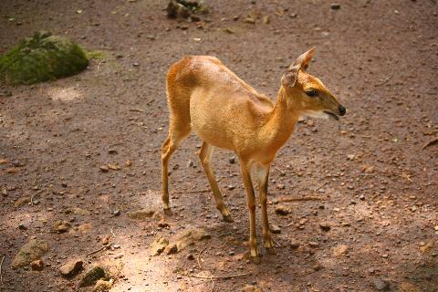 Bondle Wildlife Santuary - Download Goa Photos