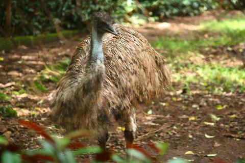 Bondle Wildlife Santuary - Download Goa Photos