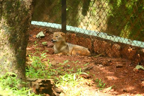 Bondle Wildlife Santuary - Download Goa Photos