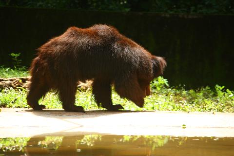 Bondle Wildlife Santuary - Download Goa Photos