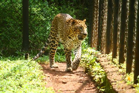 Bondle Wildlife Santuary - Download Goa Photos