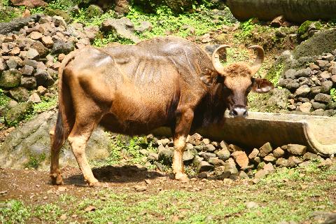 Bondle Wildlife Santuary - Download Goa Photos