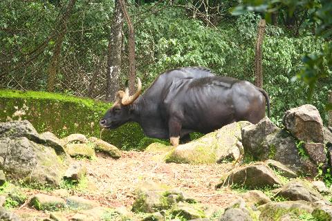 Bondle Wildlife Santuary - Download Goa Photos