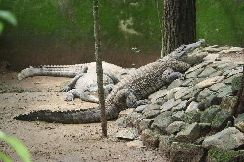 Bondle Wildlife Santuary - Download Goa Photos