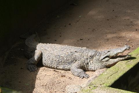 Bondle Wildlife Santuary - Download Goa Photos