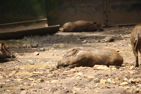 Bondle Wildlife Santuary - Download Goa Photos