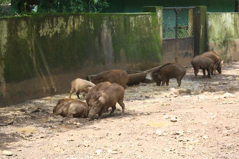 Bondle Wildlife Santuary - Download Goa Photos