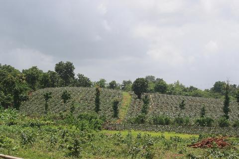 Agricultural Plantations in Goa - Download Goa Photos