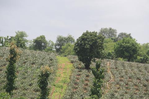 Agricultural Plantations in Goa - Download Goa Photos