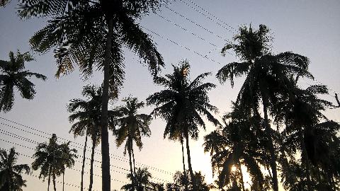 Goa Plants Trees - Download Goa Photos