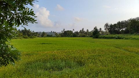 Agricultural Plantations in Goa - Download Goa Photos